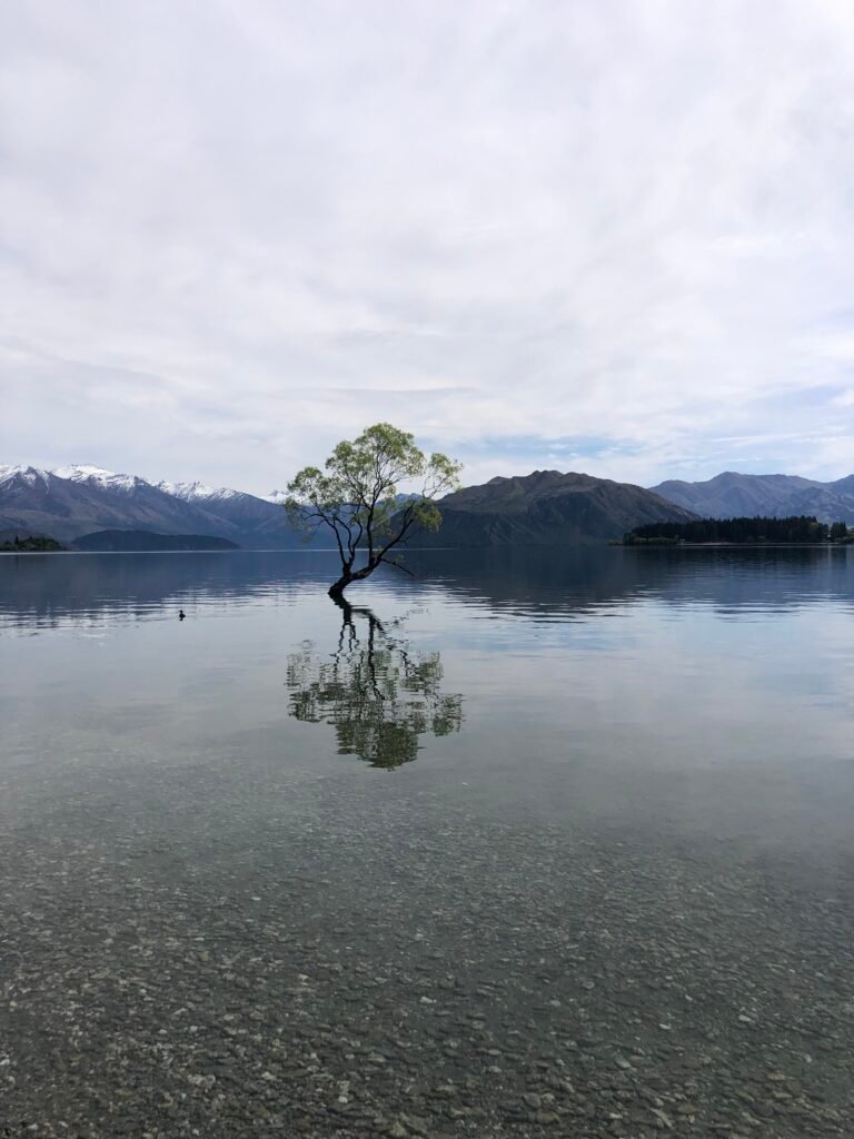 That Wanaka tree-affordable-flights-and-hotels-cheap-flights-travel-deals-this-weekend-auckland-hotels-auckland-accommodation-cheap-hotels-rental-cars-budget-car-rental-cheap rental-cars-christchurch